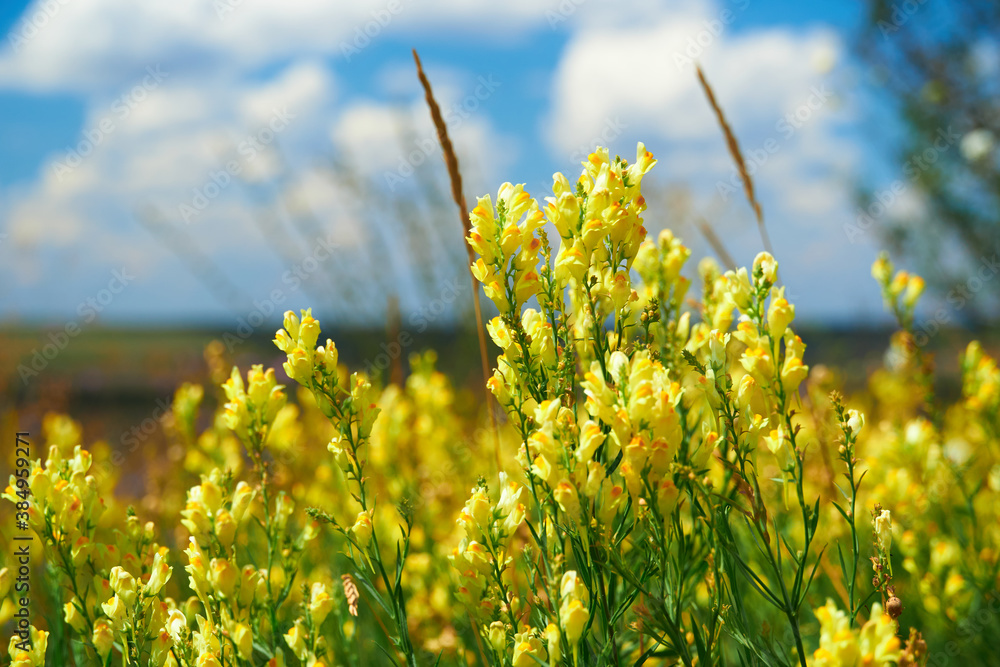 Obraz premium beautiful summer landscape with yellow wild flowers
