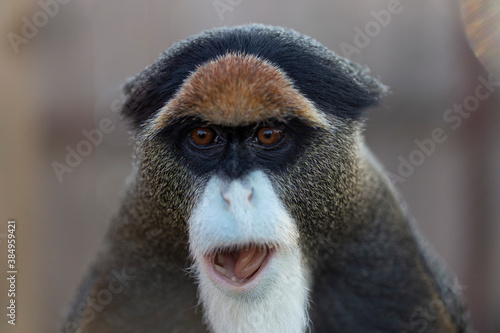 The De Brazza's monkey (Cercopithecus neglectus) is an Old World monkey endemic to the wetlands of central Africa. De Brazza's monkey (Cercopithecus neglectus) at the zoo.
