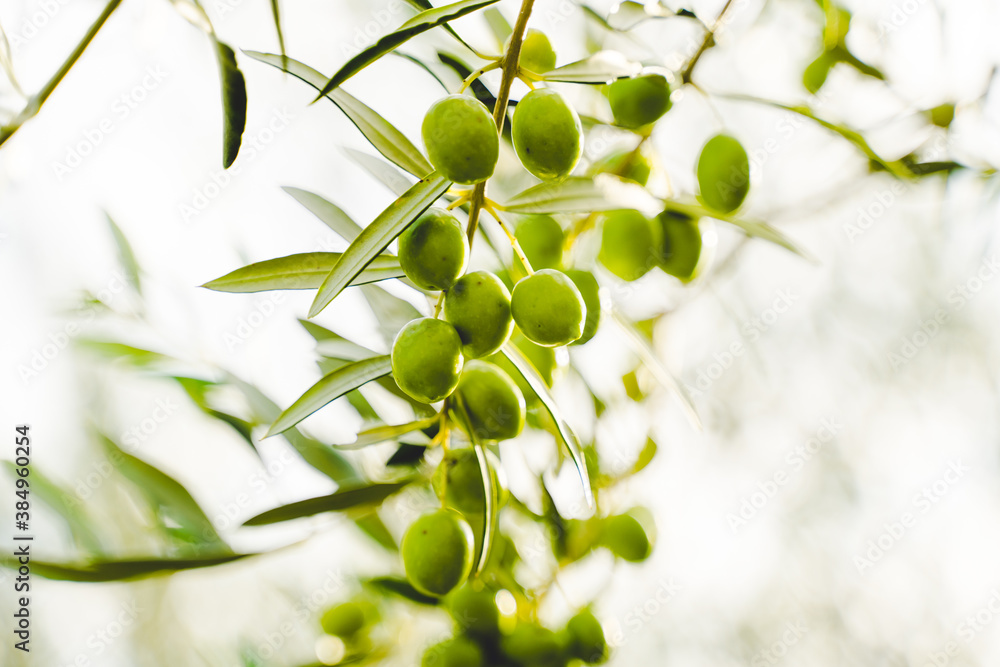 Green and black olives on tree, healthy fresh product, Italian countryside, Friuli Venezia Giulia