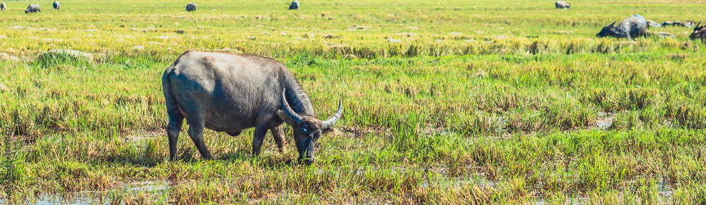 Water Buffalo Standing graze rice grass field meadow sun background. Beauty of nature animals concept summer day BANNER Water Buffalo Standing graze rice grass field meadow sun background. Beauty of nature animals concept summer day BANNER