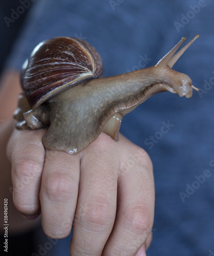 The large brown snail Achatina sits on her arm and looks away. Macro-healing slime and anti-aging giant snail slime. Giant snail Achatina fulica.