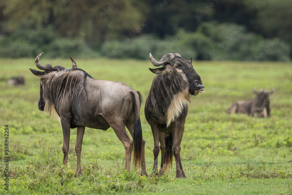 Fototapeta premium Two white bearded wildebeest standing in green grass in Ngorongo Crater in Tanzania