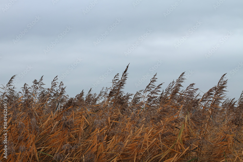 Obraz premium reeds in the wind
