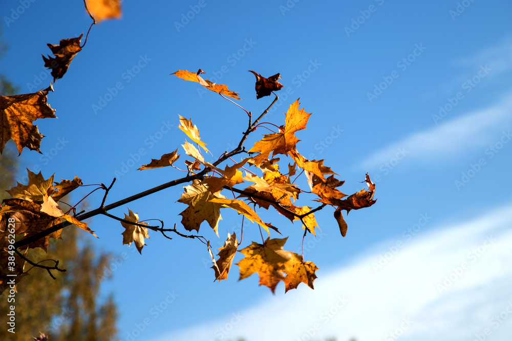 Branches of a maple tree with autumn leaves flying in the wind.A place for a space mine.Horizontal orientation Branches of a maple tree with autumn leaves flying in the wind.A place for a space mine.Horizontal orientation