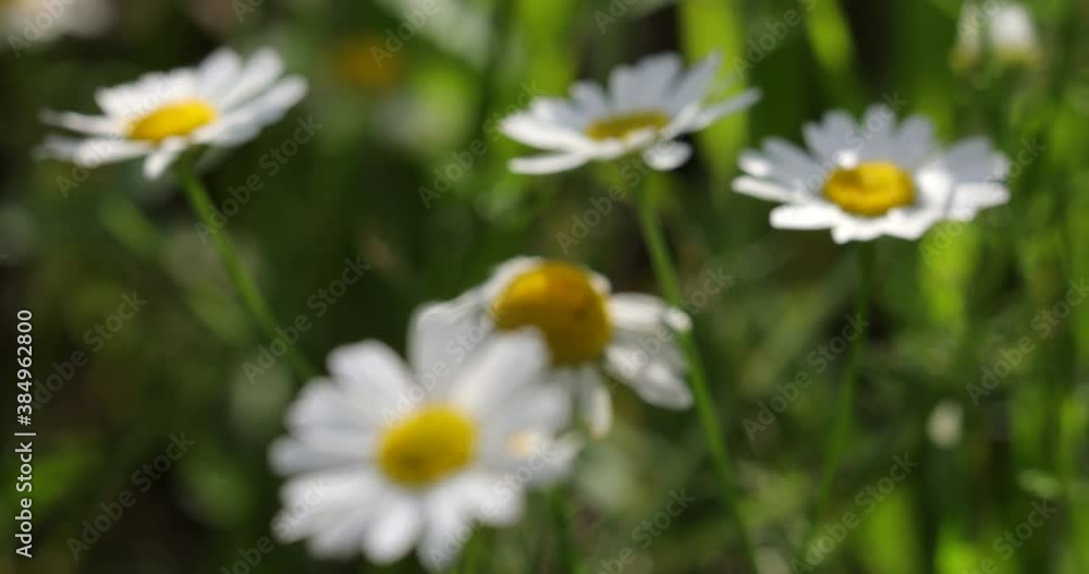 Chamomile flowers in the field in summer Chamomile flowers in the field in summer