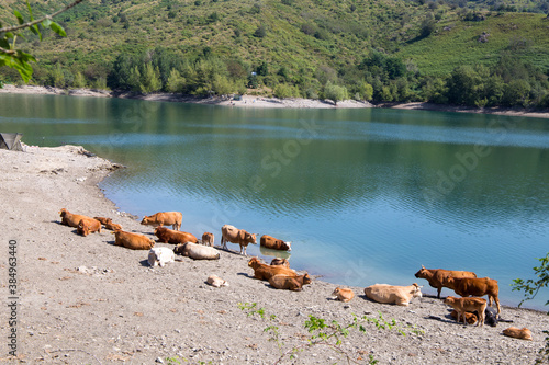 Cows on the shore of Giacopiane lake, an artificial reservoir located in the Sturla valley in the municipality of Borzonasca, inland of Chiavari, Genoa province, Italy photo