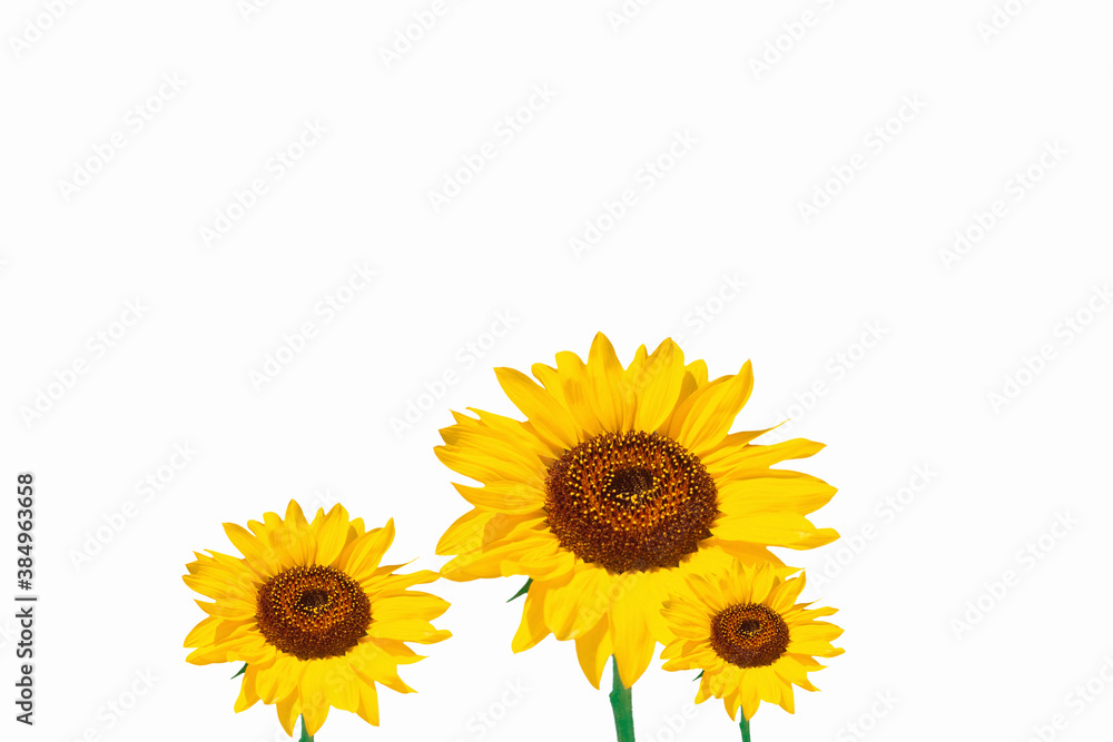 Fototapeta premium ヒマワリ