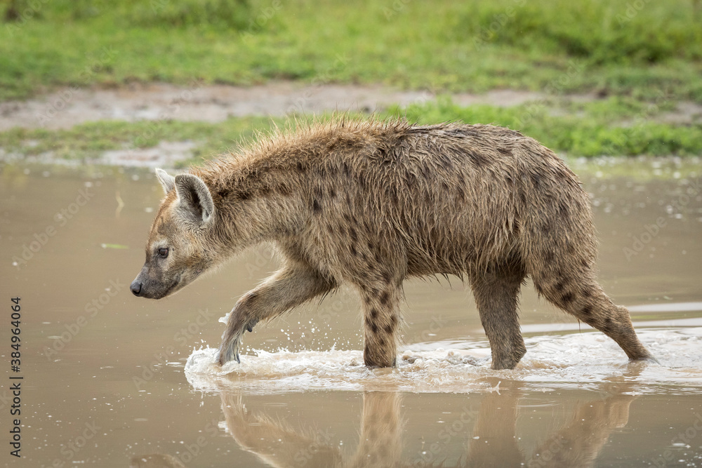 Adult hyena walking through brown water in Ngorongoro Crater in Tanzania Adult hyena walking through brown water in Ngorongoro Crater in Tanzania