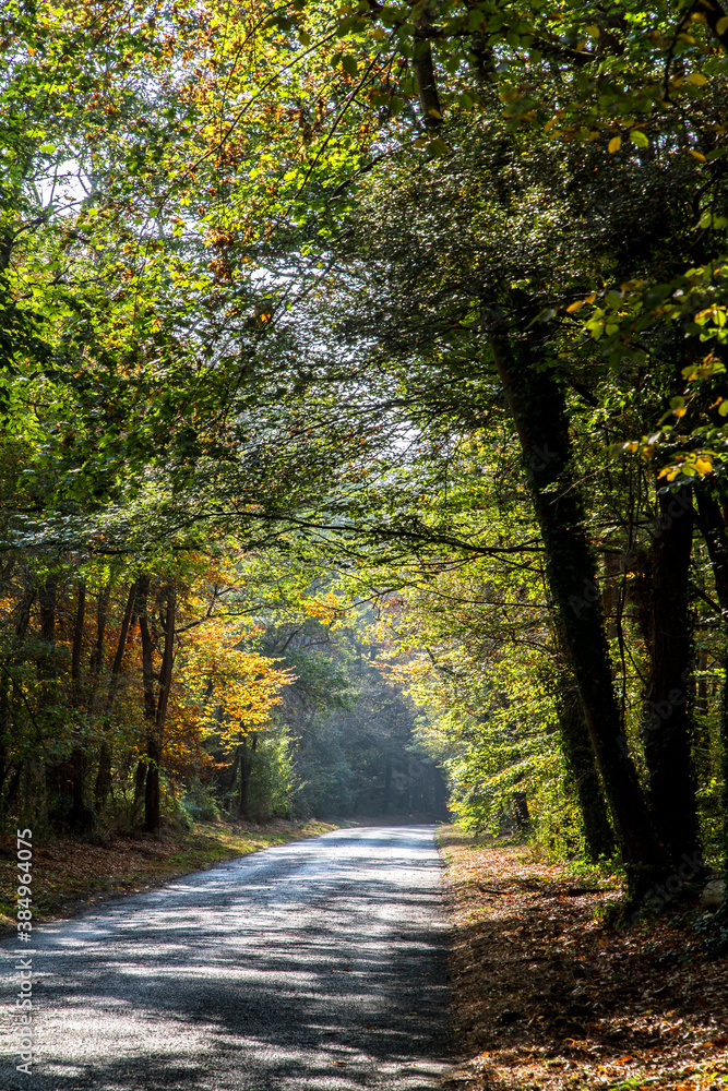 Obraz premium autumn in the forest