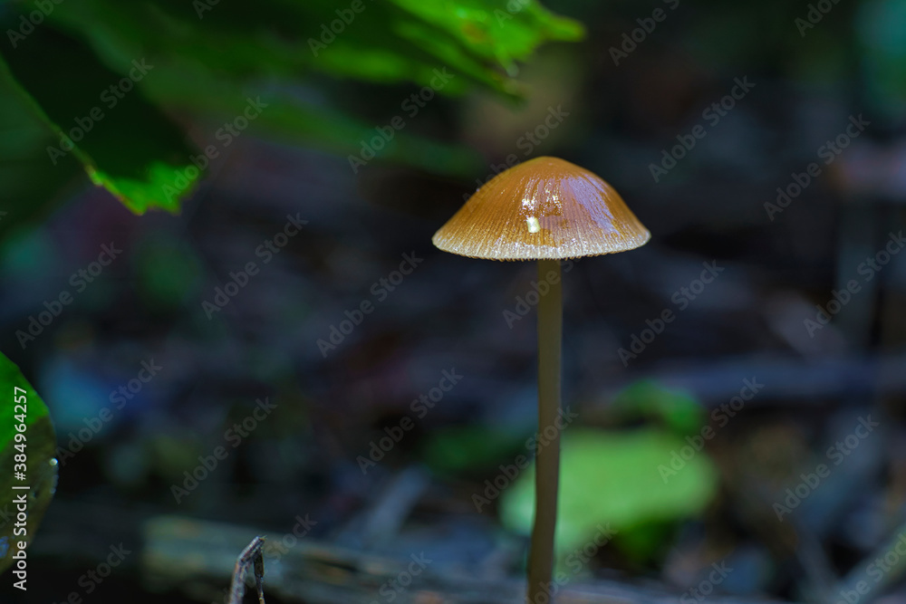 mushroom in the forest