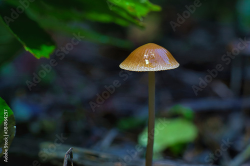 mushroom in the forest