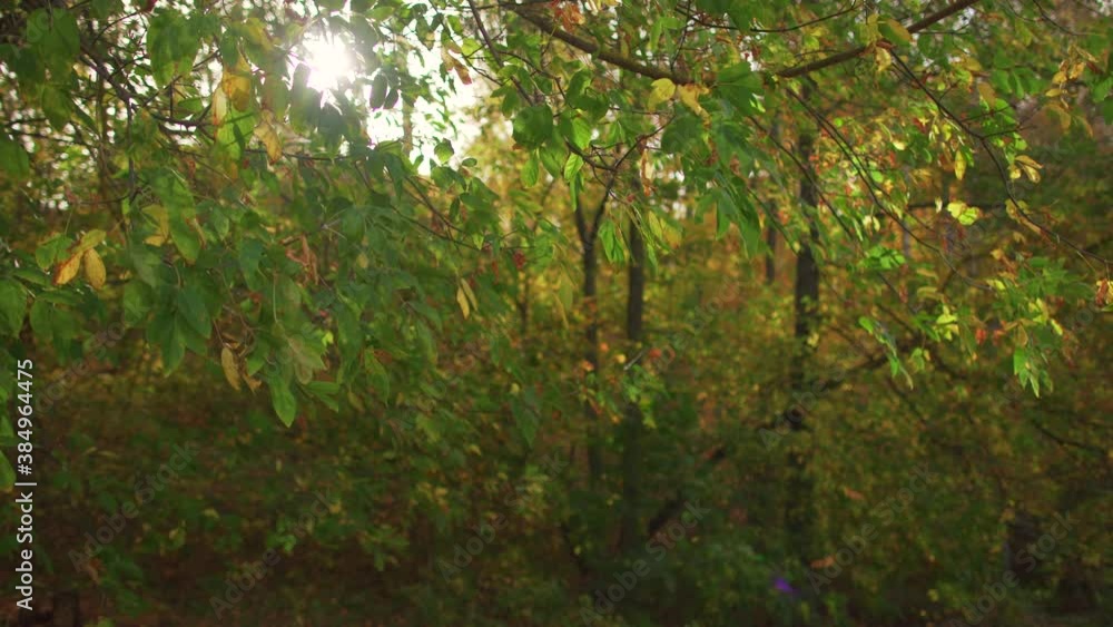 Autumn leaves falling down on ground in sunny forest outside Autumn leaves falling down on ground in sunny forest outside