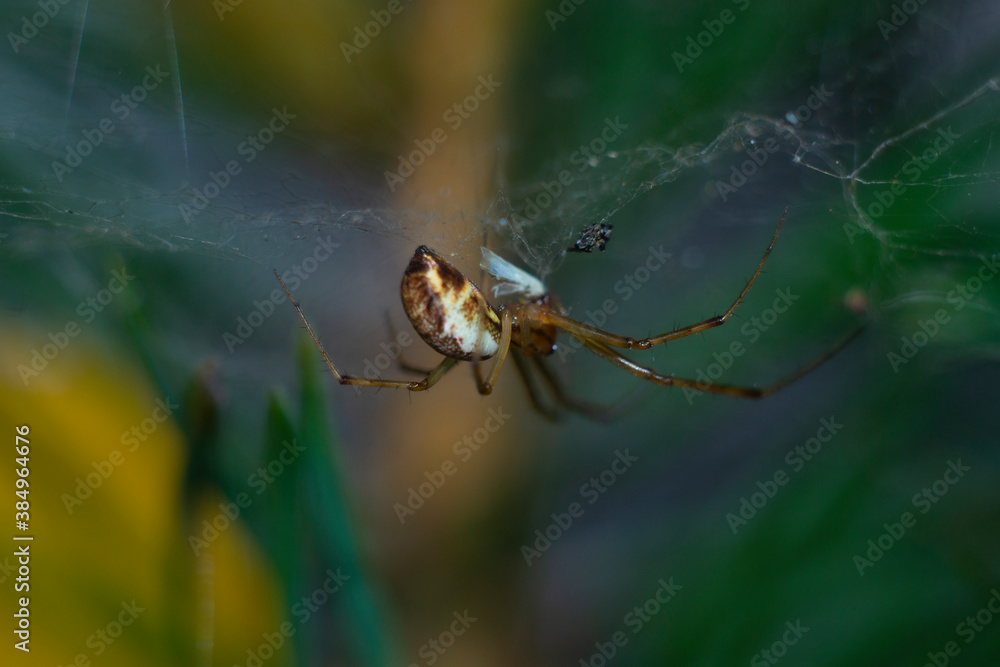 spider on web spider on web