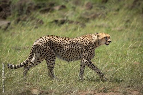Adult cheetah walking in tall grass in Masai Mara in Kenya
