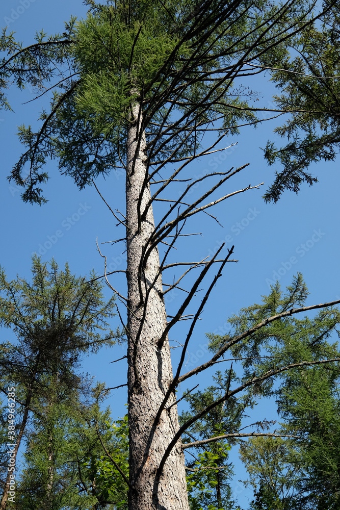 Fototapeta premium Dürreschaden im Wald