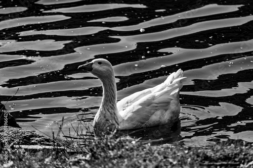 Lago del Segrino, Lombardia photo