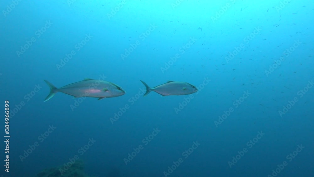 Marine life - Jack fishes in cloudy water Marine life - Jack fishes in cloudy water