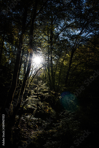 sunlight through the woods