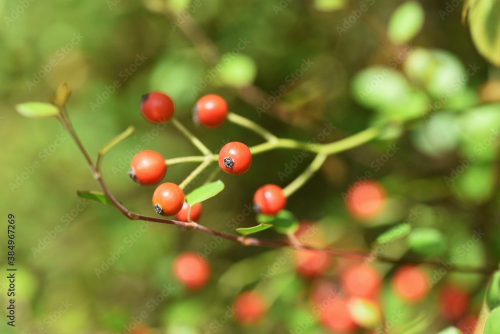 Rose hips / Rose hip rich in Vitamin C。 Rose hips / Rose hip rich in Vitamin C。