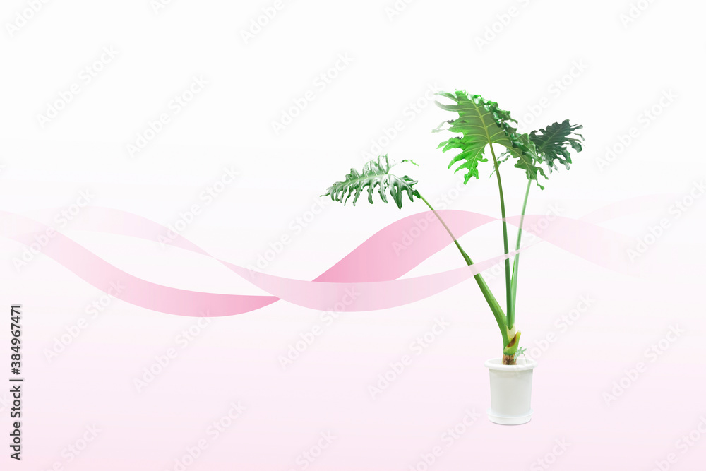 Obraz premium 観葉植物