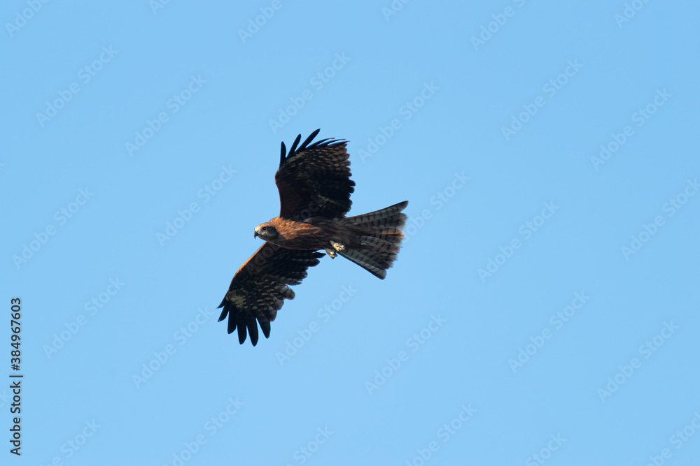 Obraz premium 空を飛ぶ猛禽類 トビ