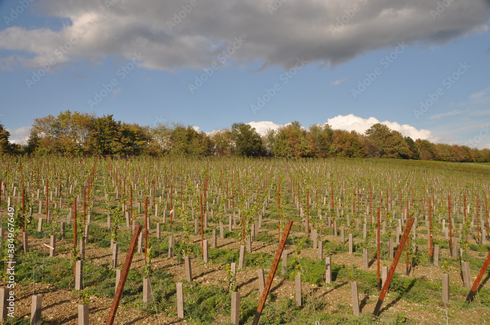 the vineyards above Randersacker on an autumn sunny day, Franconia, Bavaria, Germany