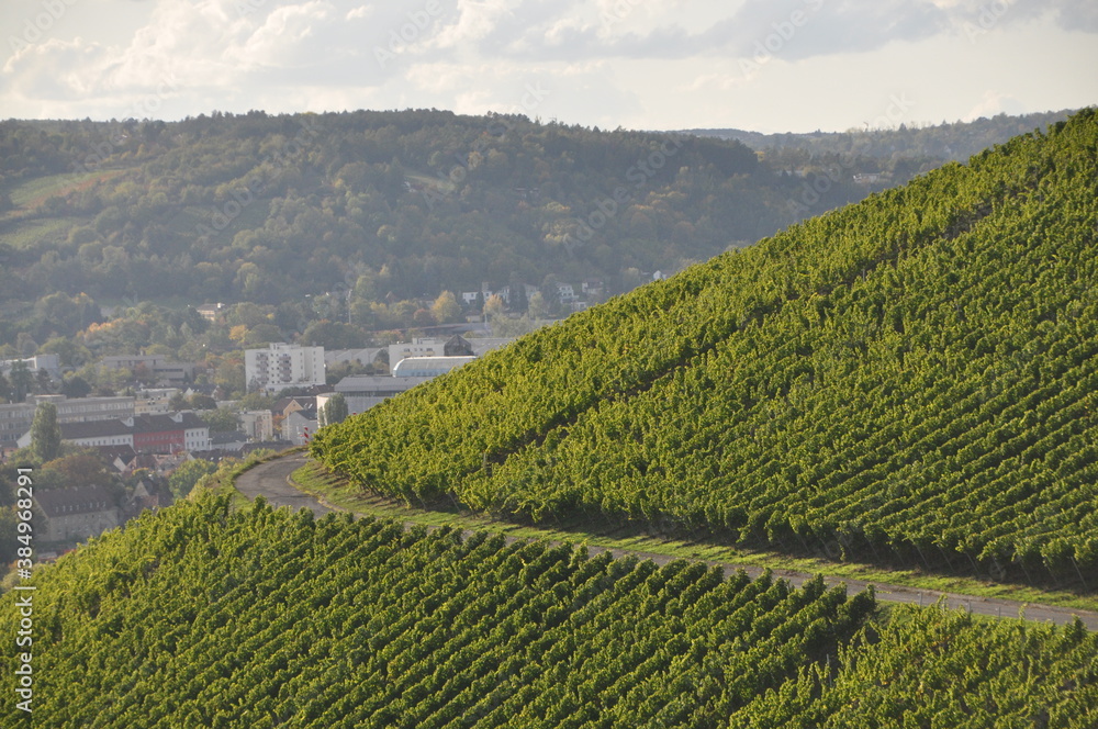 the vineyards above Randersacker on an autumn sunny day, Franconia, Bavaria, Germany