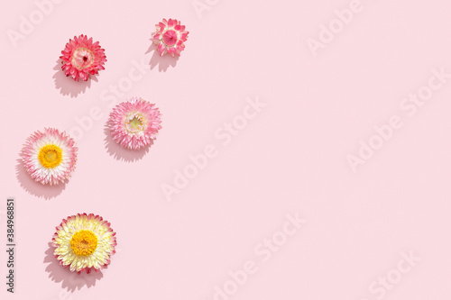 Bright dried flowers, small blossoms on soft pink. Romance holiday concept. © yrabota