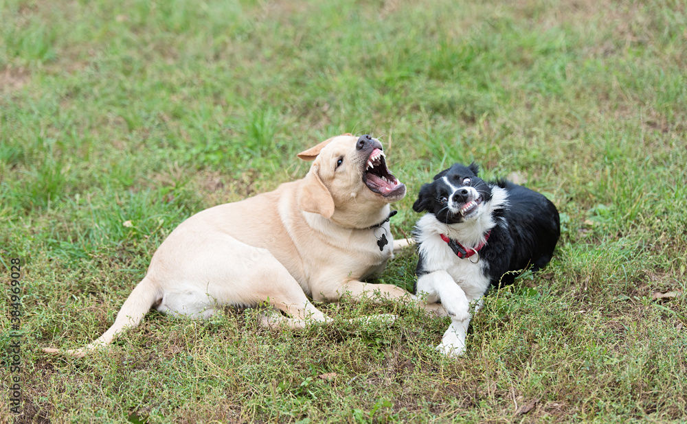 Two happy, funny dog play in grass Two happy, funny dog play in grass