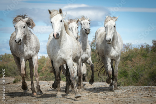 Herd of white horses are taking time on the beach. Image taken in Camargue  France.