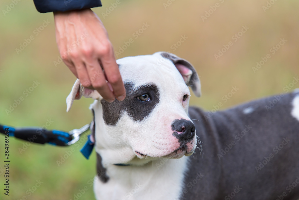 American staffordshire terrier puppy portrait