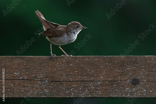 Nightingale // Nachtigall (Luscinia megarhynchos) photo