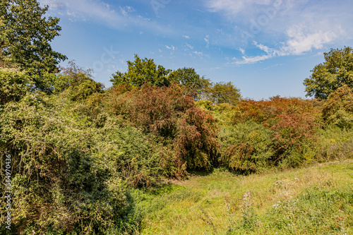 Lush trees with green leaves with reddish highlights on a hill, green wild grass in a meadow, sunny summer day in a nature reserve with a blue sky in South Limburg, the Netherlands