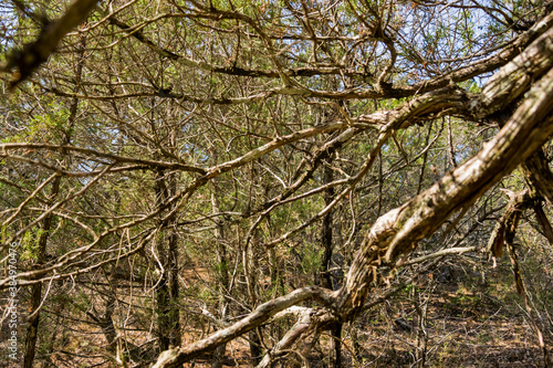 In a pine forest in the mountains