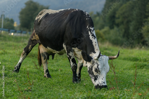 Grazing cows. black and white cow grazing on meadow in mountains. Cattle on a pasture