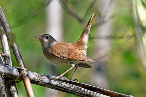 Nightingale // Nachtigall (Luscinia megarhynchos)