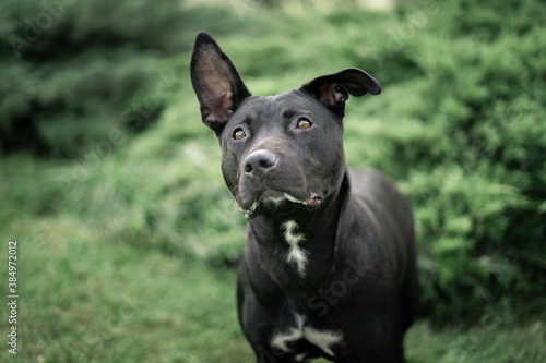 black dog portrait
