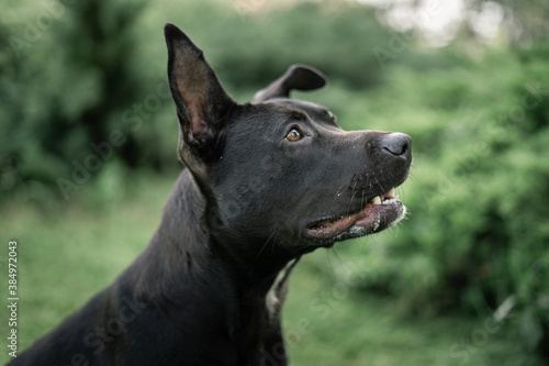 portrait of dog