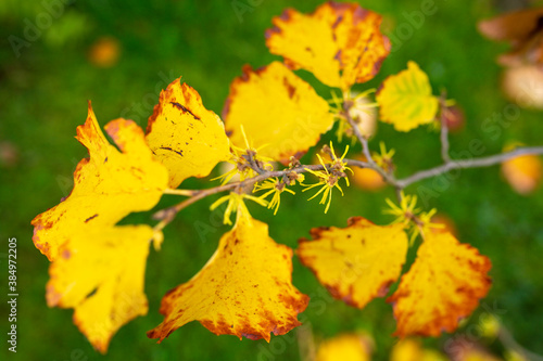 Autumn yellow leaves and flowers of witch hazel