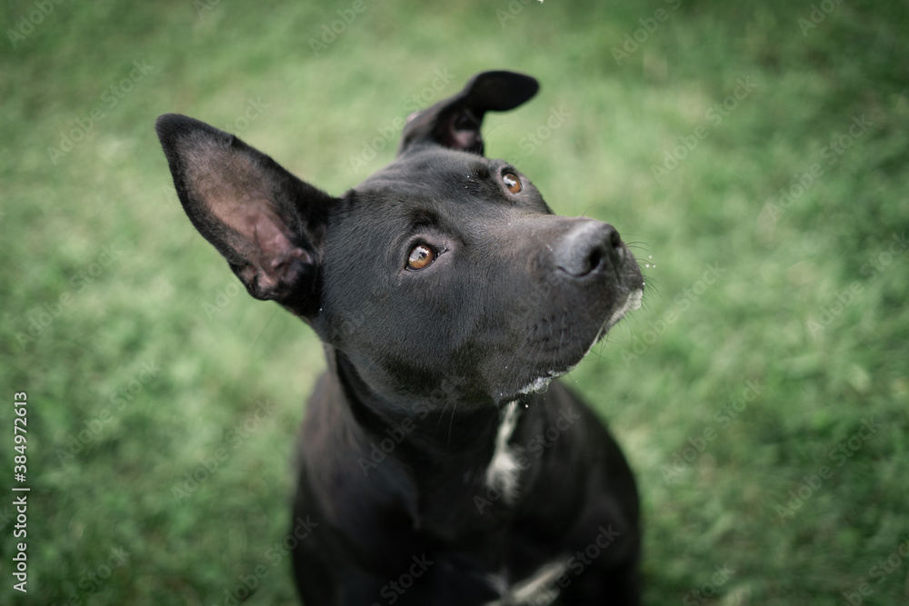 portrait of a dog portrait of a dog