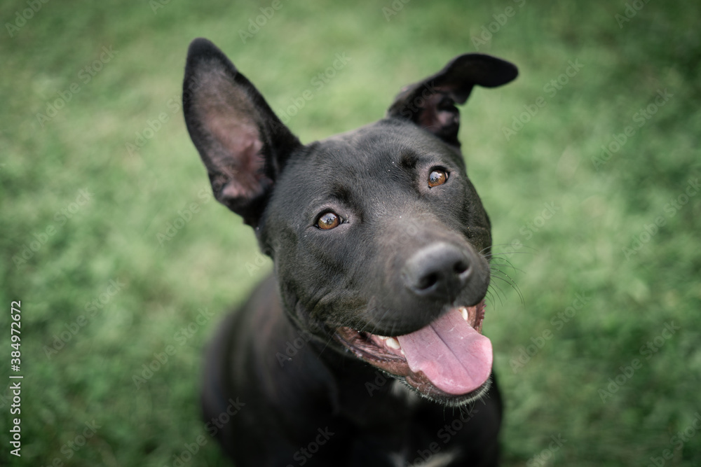 portrait of a black dog portrait of a black dog