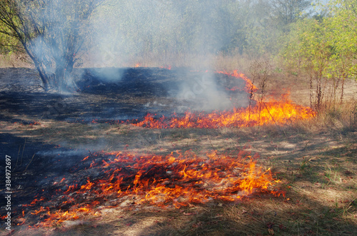 Forest fire. Deciduous trees and grass engulfed in flames with smoke.