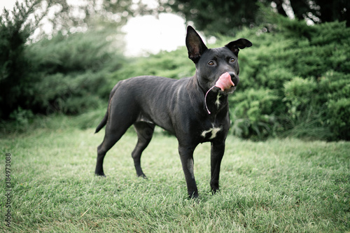 Dog shelter puppy portrait