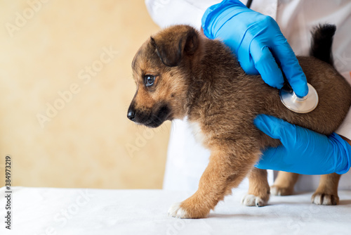 Female vet holding cute puppy in hospital