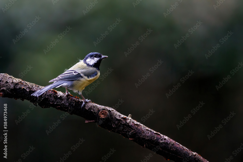 Great tit (Parus major) on a branch with a dark background in the forest in the south of the Netherlands Great tit (Parus major) on a branch with a dark background in the forest in the south of the Netherlands