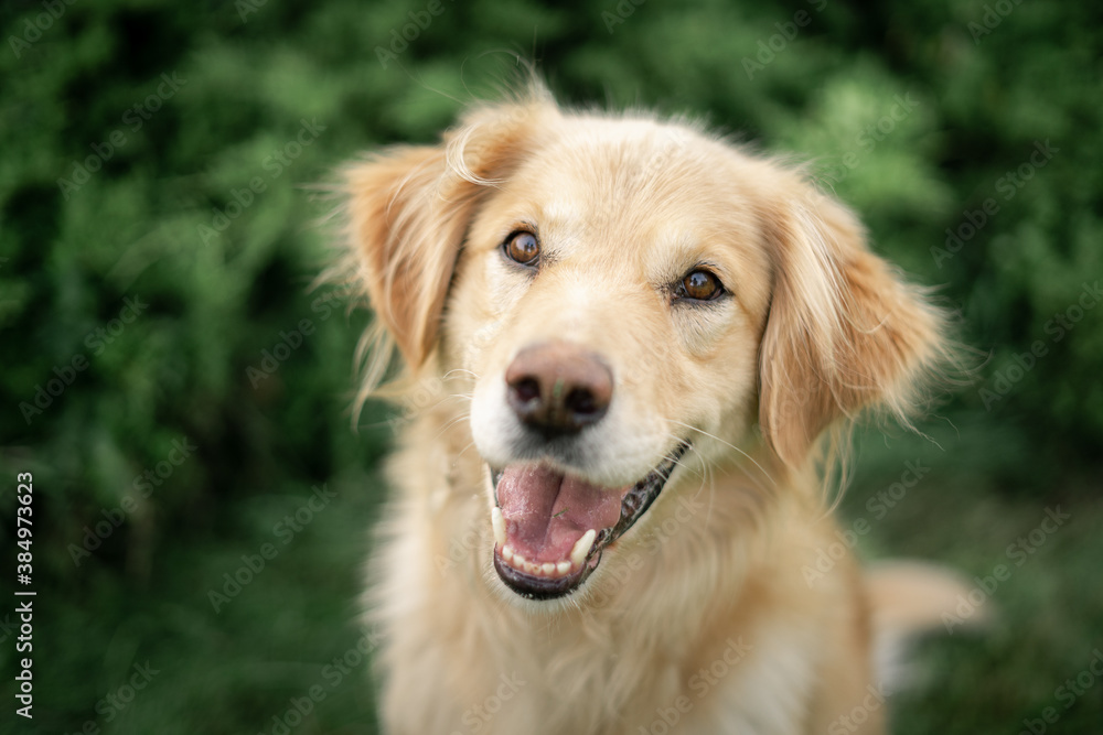 golden retriever portrait