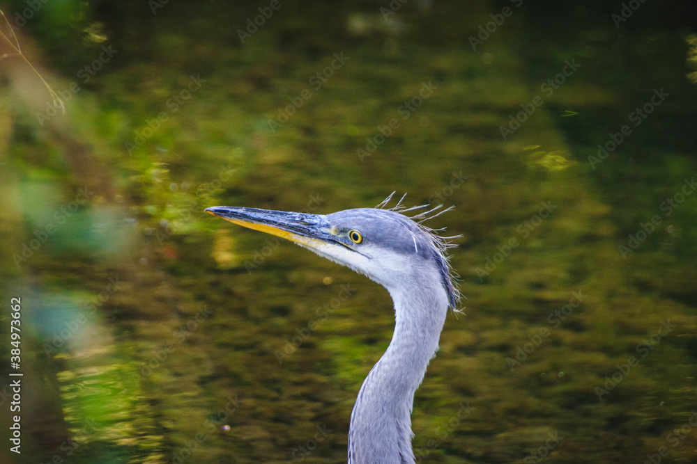 Grey Heron at a lake in Isny im Allgäu, Germany