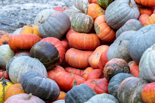 The pumpkins of orange, blue and green colors stacked in a large heap at the autumn fair of agricultural products of the autumn harvest. © Sodel Vladyslav