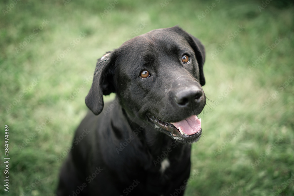 black labrador retriever