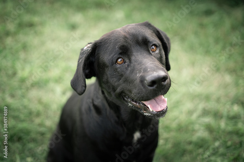 Wallpaper Mural black labrador retriever Torontodigital.ca
